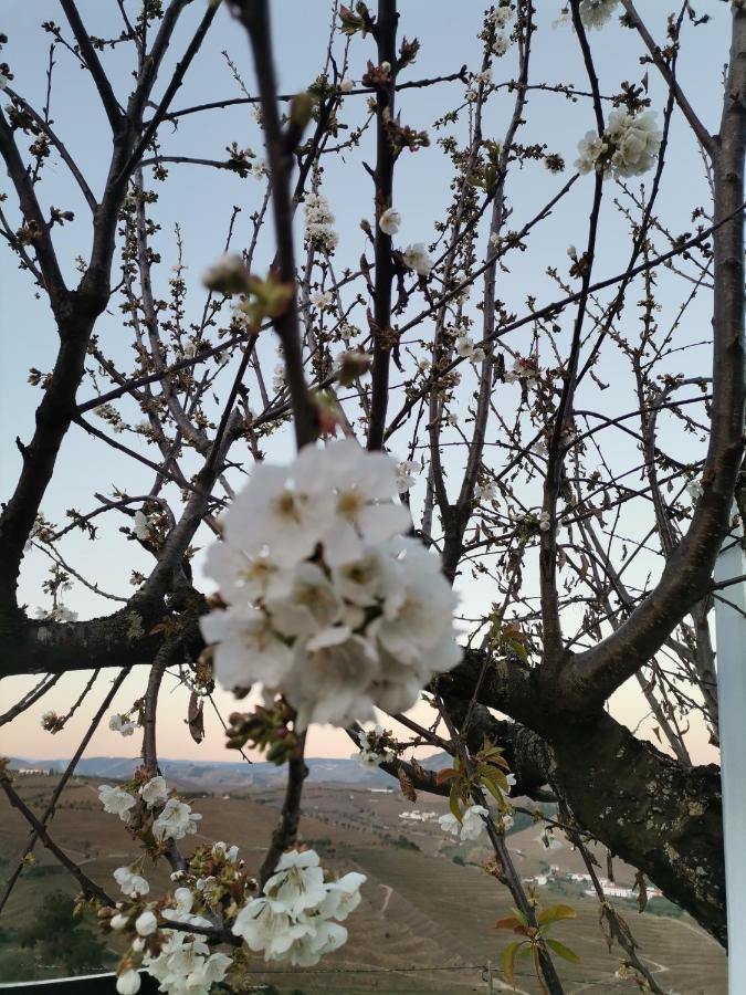 Quinta De Travassinhos- Douro Valley Santa Marta de Penaguião Eksteriør billede