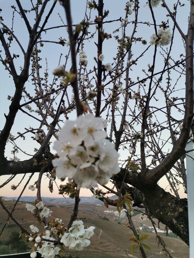 Quinta De Travassinhos- Douro Valley & Spa Santa Marta de Penaguião Eksteriør billede